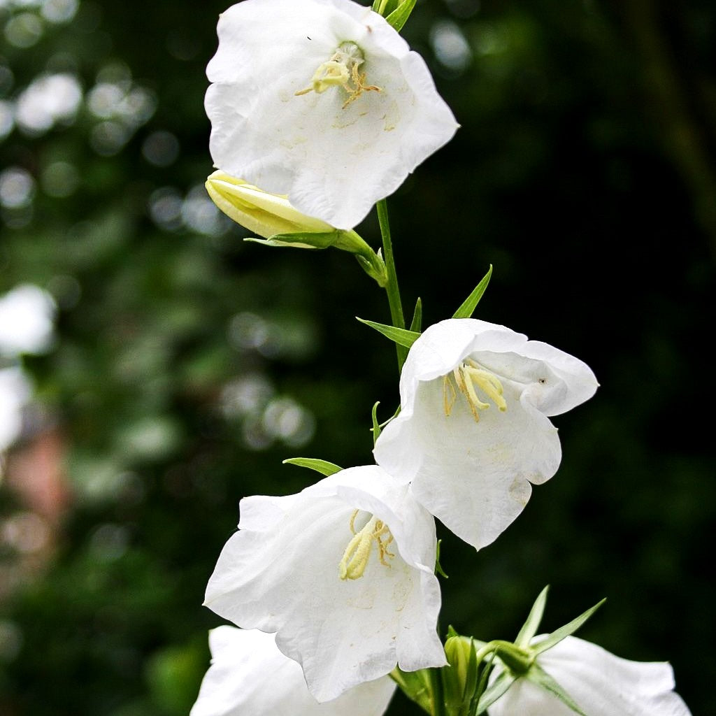 Pfirsichblättrige Glockenblume 'Grandiflora Alba' (Campanula persicif.)