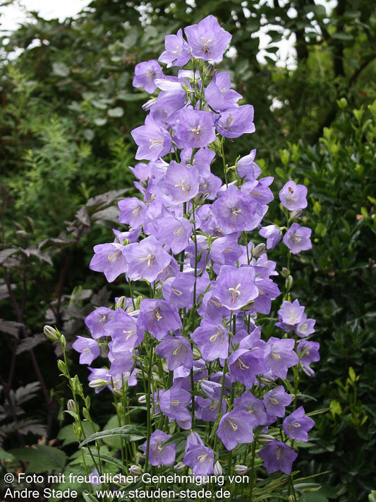 Pfirsichblättrige Glockenblume 'Grandiflora Coerulea' (Campanula persicif.)
