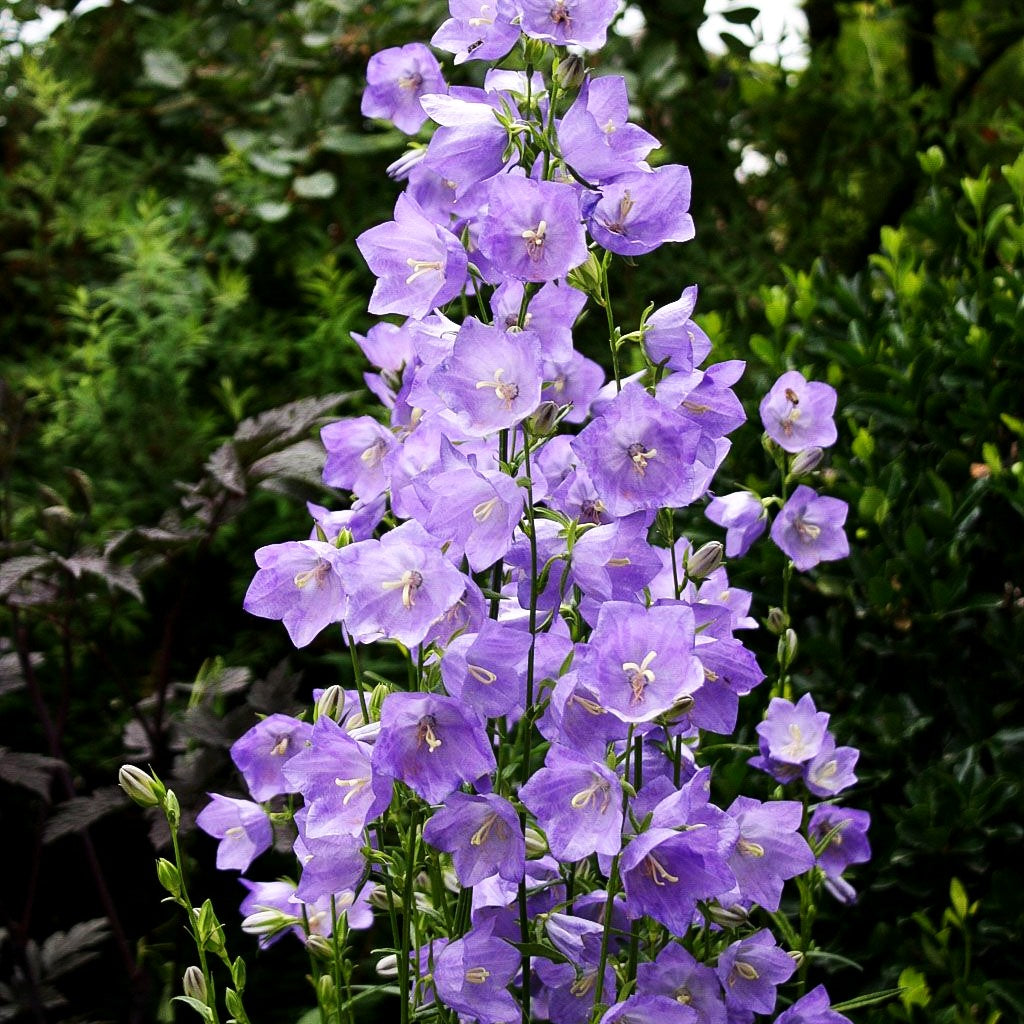 Pfirsichblättrige Glockenblume 'Grandiflora Coerulea' (Campanula persicif.)