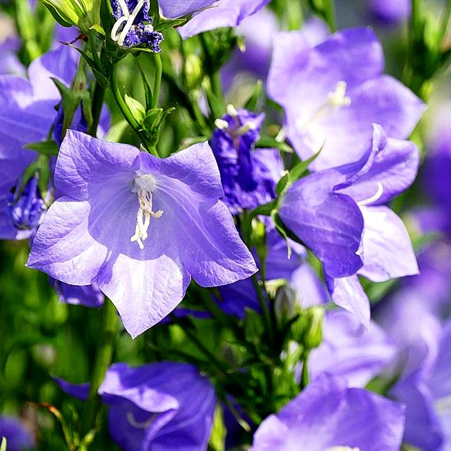 Pfirsichblättrige Glockenblume 'Grandiflora Coerulea' (Campanula persicif.)