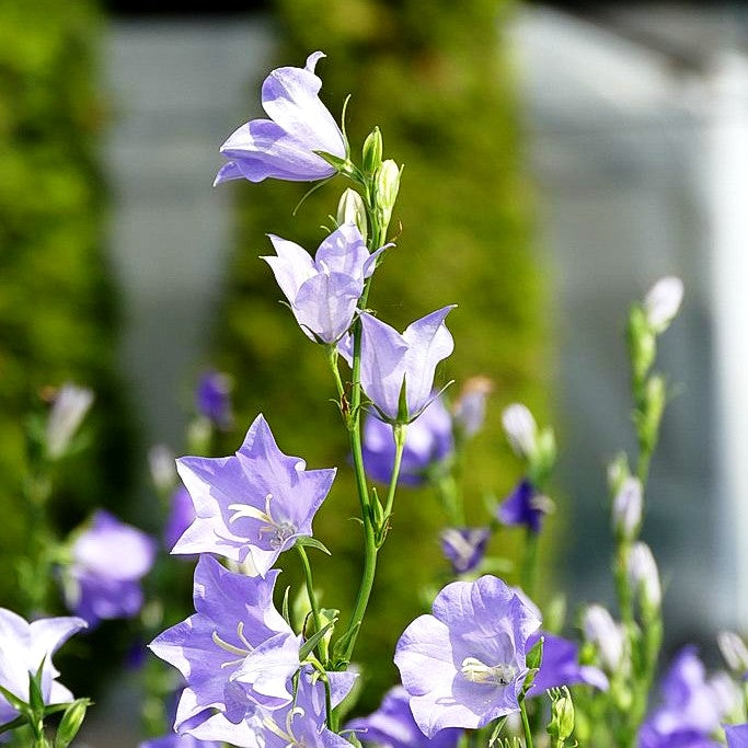 Pfirsichblättrige Glockenblume 'Grandiflora Coerulea' (Campanula persicif.)