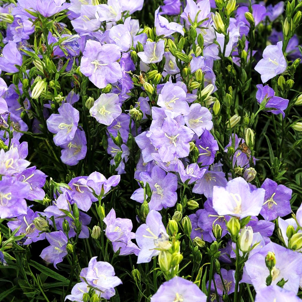 Pfirsichblättrige Glockenblume 'Grandiflora Coerulea' (Campanula persicif.)