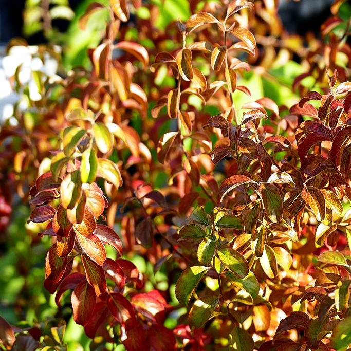 Pflaumenblättrige Spiere (Spiraea prunifolia)