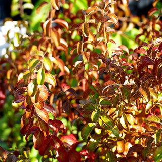 Pflaumenblättrige Spiere (Spiraea prunifolia)