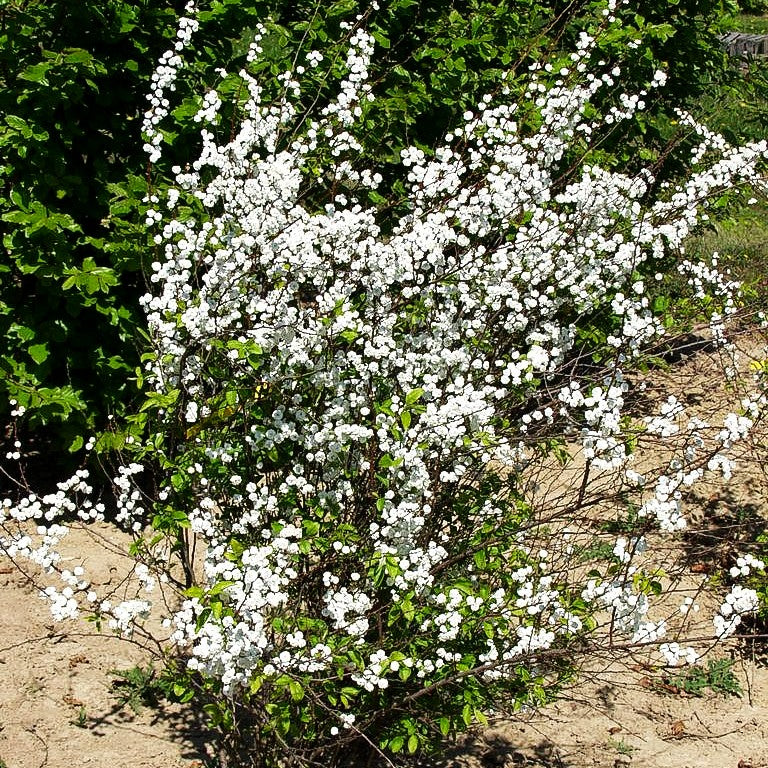 Pflaumenblättrige Spiere (Spiraea prunifolia)