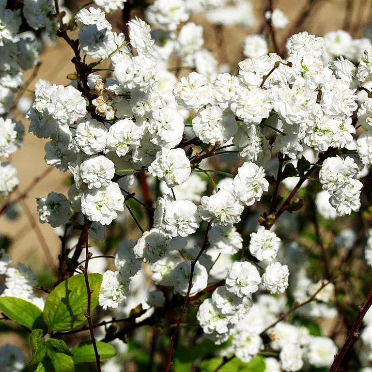 Pflaumenblättrige Spiere (Spiraea prunifolia)