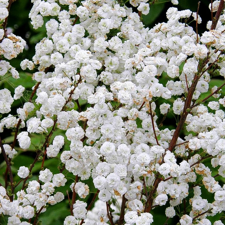 Pflaumenblättrige Spiere (Spiraea prunifolia)