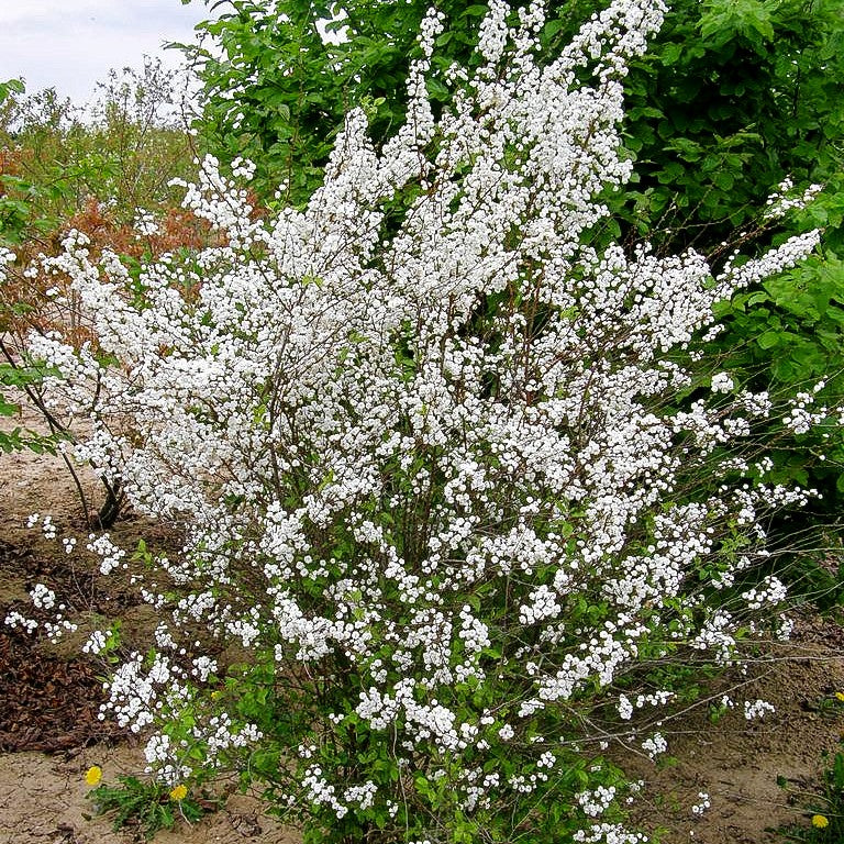 Pflaumenblättrige Spiere (Spiraea prunifolia)