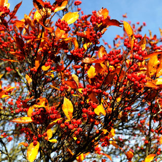 Pflaumenblättriger Weiß-Dorn (Crataegus x prunifolia)