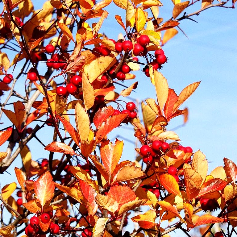 Pflaumenblättriger Weiß-Dorn (Crataegus x prunifolia)