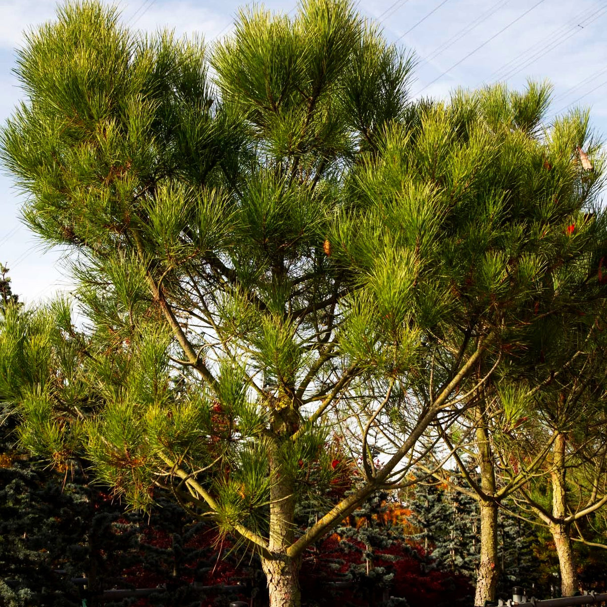 Pinie (Pinus pinea)