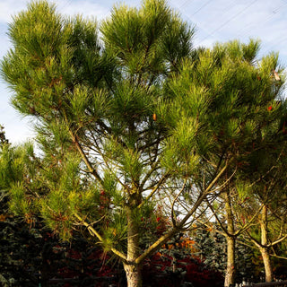 Pinie (Pinus pinea)