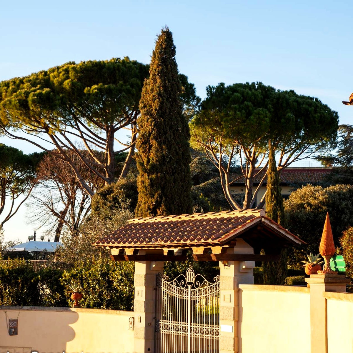 Pinie (Pinus pinea)