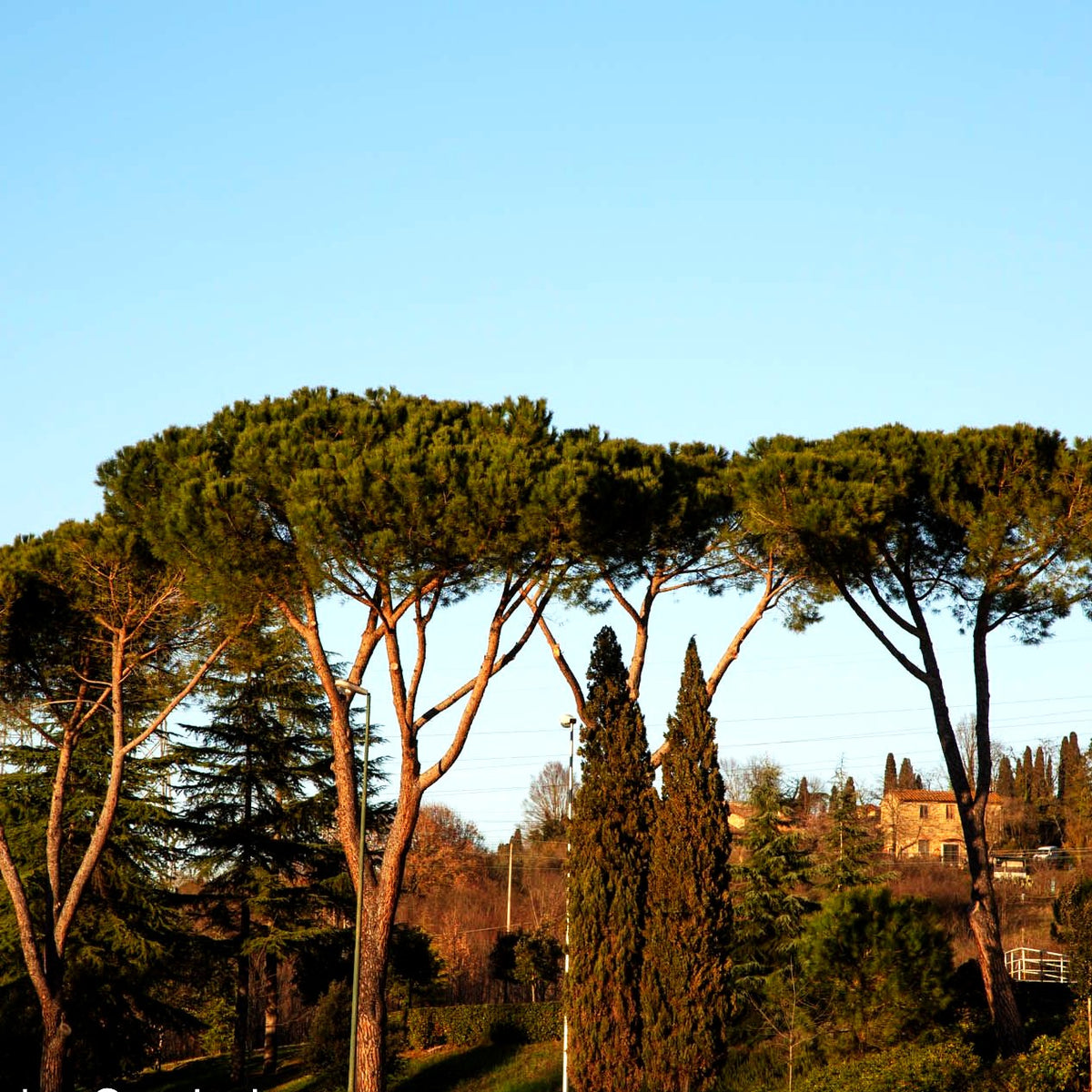 Pinie (Pinus pinea)
