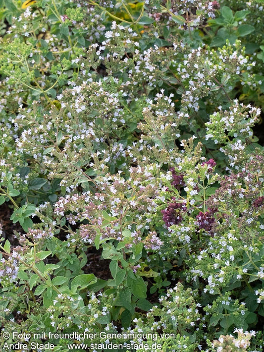 Pizza-Oregano 'Hot and Spicy' (Origanum vulgare)