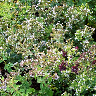 Pizza-Oregano 'Hot and Spicy' (Origanum vulgare)