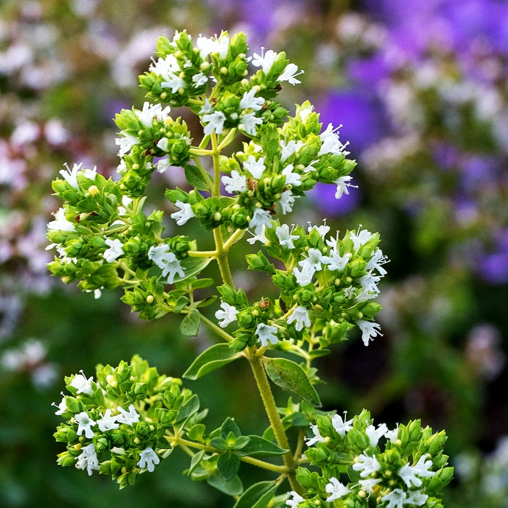 Pizza-Oregano 'Hot and Spicy' (Origanum vulgare)