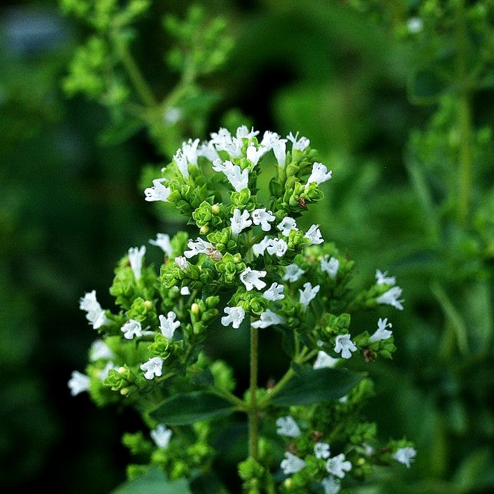 Pizza-Oregano 'Hot and Spicy' (Origanum vulgare)