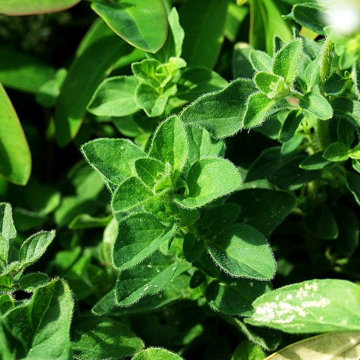 Pizza-Oregano 'Hot and Spicy' (Origanum vulgare)
