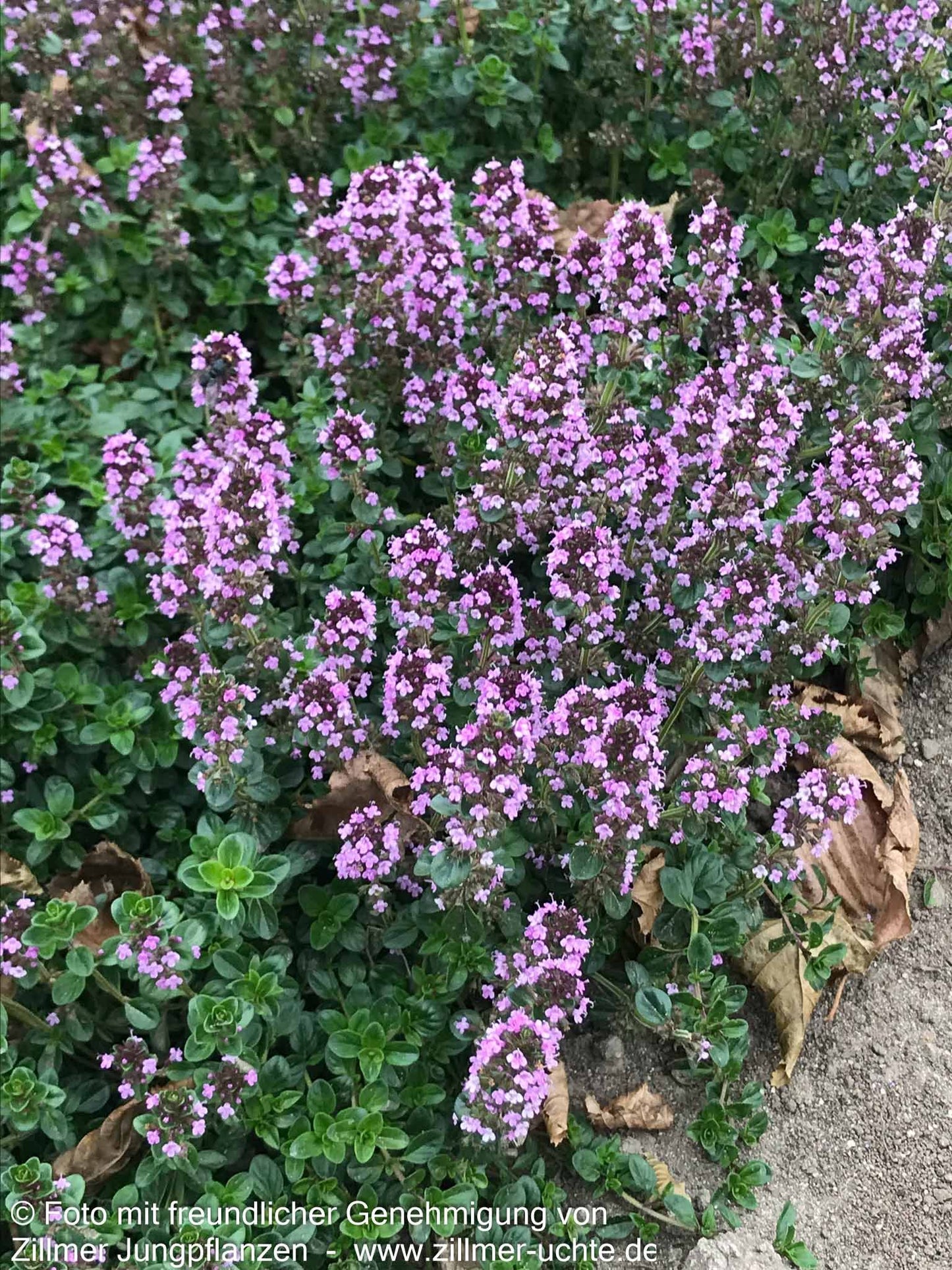 Pizza-Thymian 'Tabor' (Thymus pulegioides)