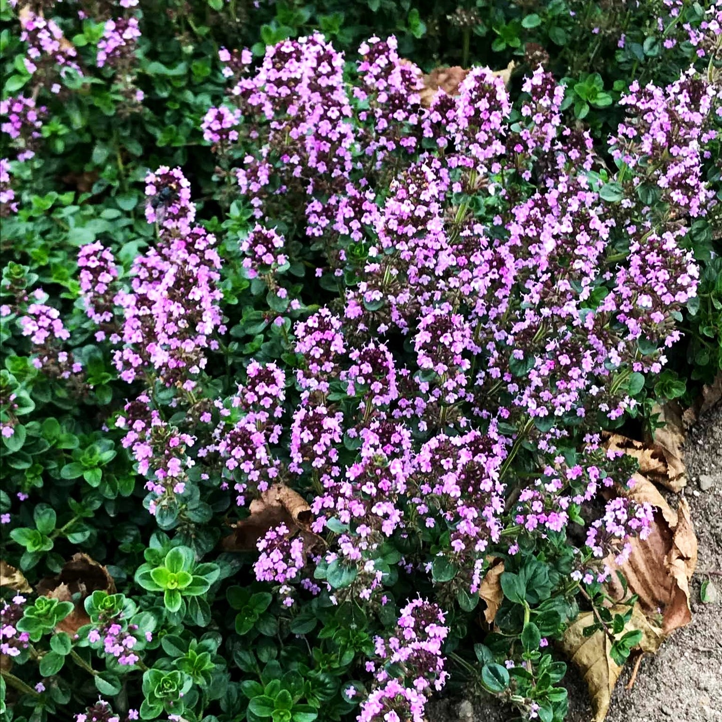 Pizza-Thymian 'Tabor' (Thymus pulegioides)