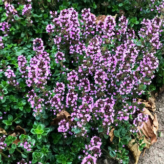 Pizza-Thymian 'Tabor' (Thymus pulegioides)