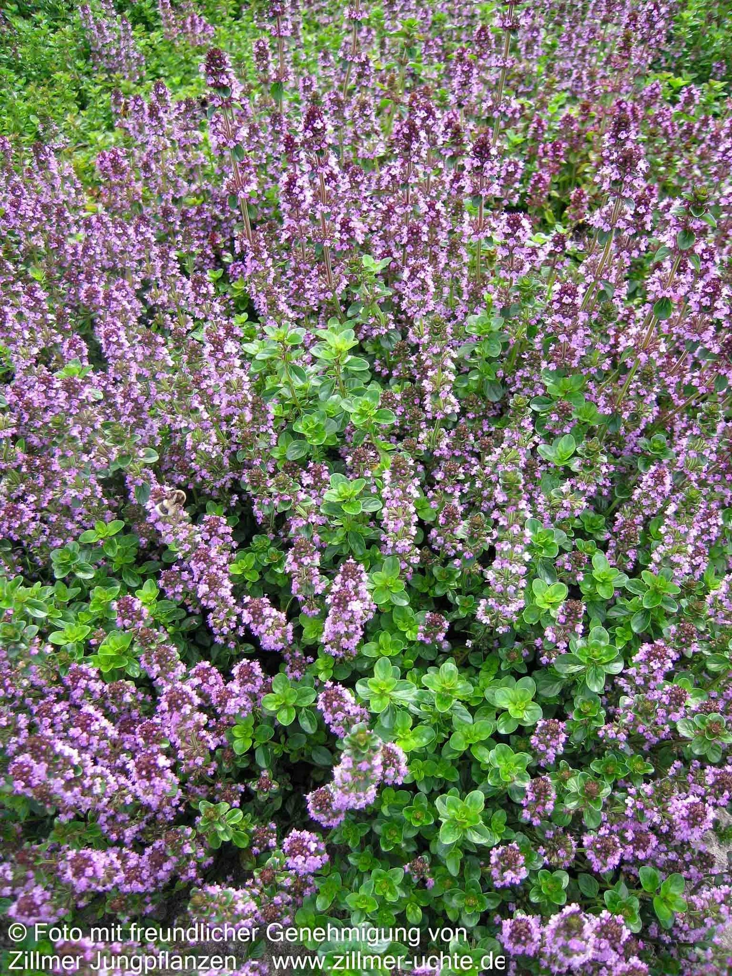 Pizza-Thymian 'Tabor' (Thymus pulegioides)