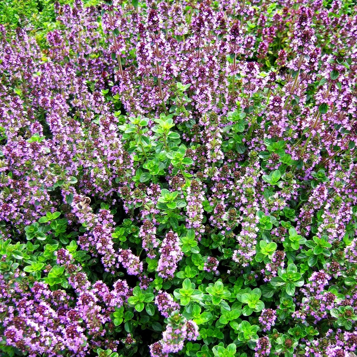 Pizza-Thymian 'Tabor' (Thymus pulegioides)