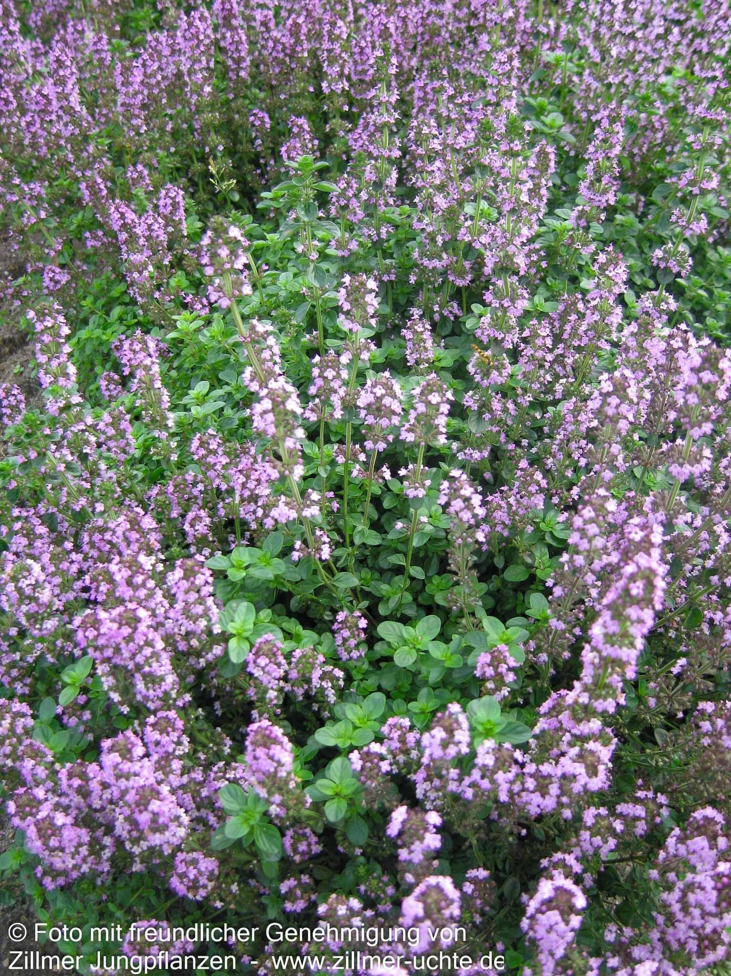 Pizza-Thymian 'Tabor' (Thymus pulegioides)