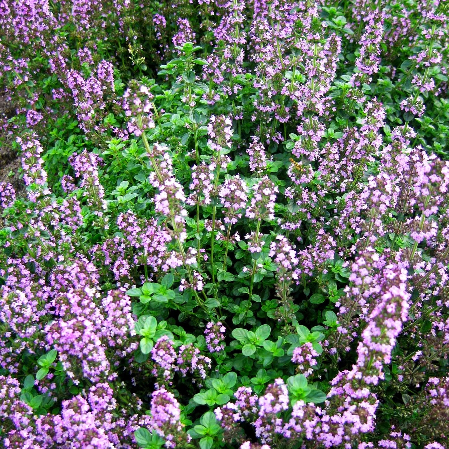 Pizza-Thymian 'Tabor' (Thymus pulegioides)