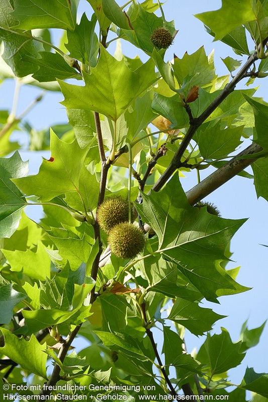Platane (Platanus x hispanica)