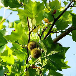 Platane (Platanus x hispanica)