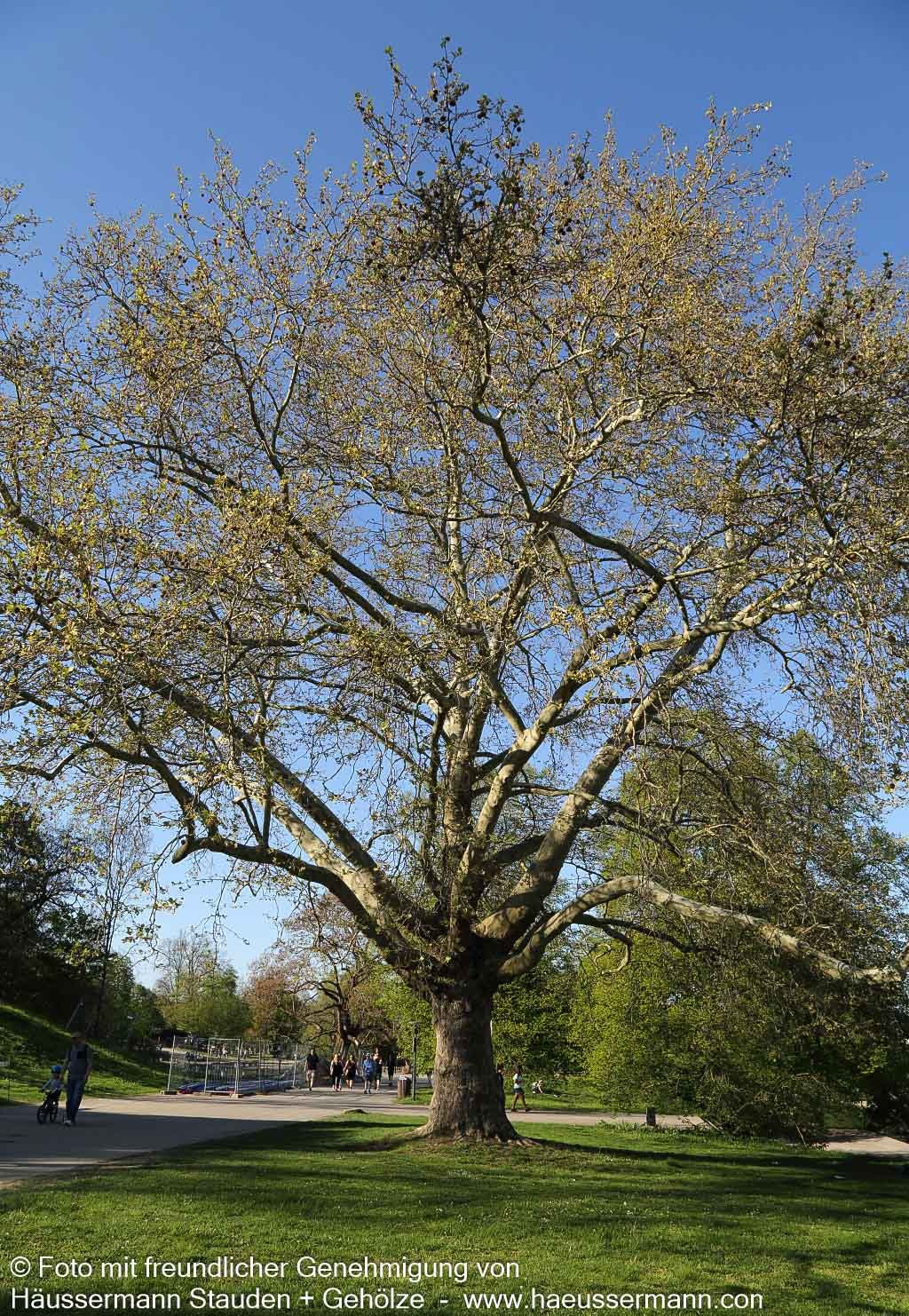 Platane (Platanus x hispanica)