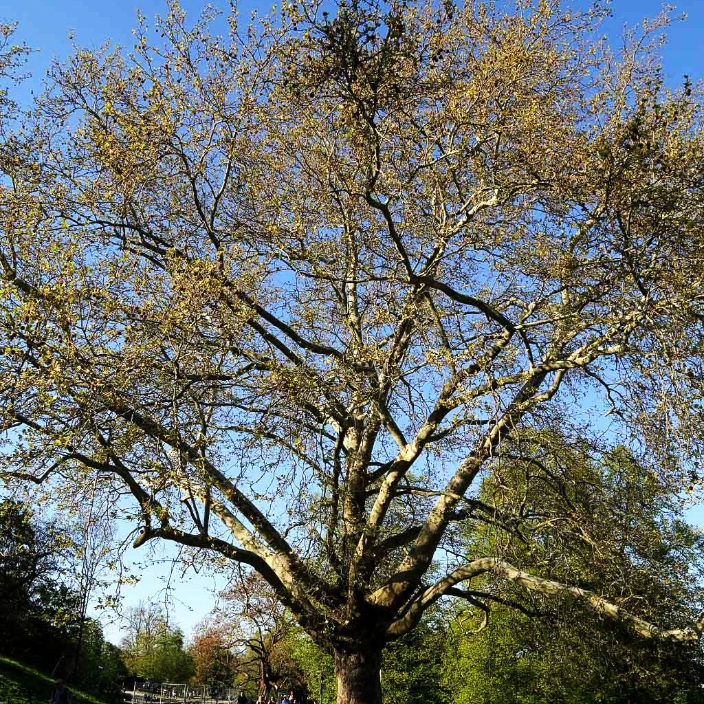 Platane (Platanus x hispanica)