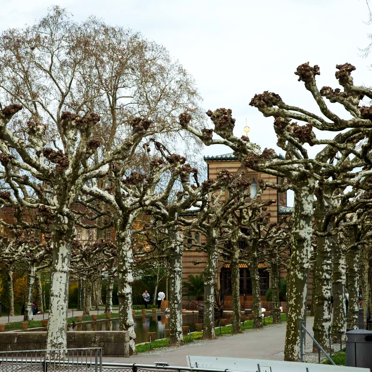 Platane (Platanus x hispanica)