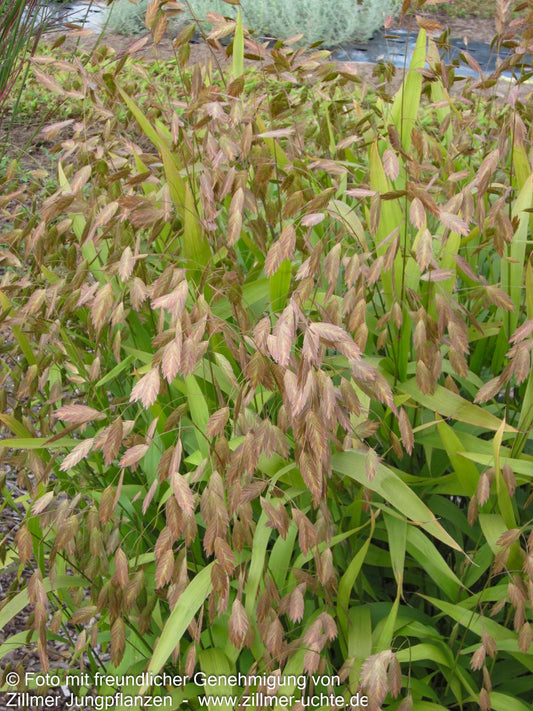Plattährengras (Chasmanthium latifolium)