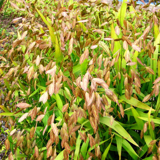 Plattährengras (Chasmanthium latifolium)