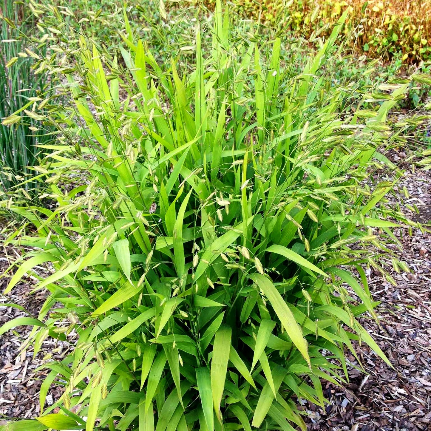 Plattährengras (Chasmanthium latifolium)