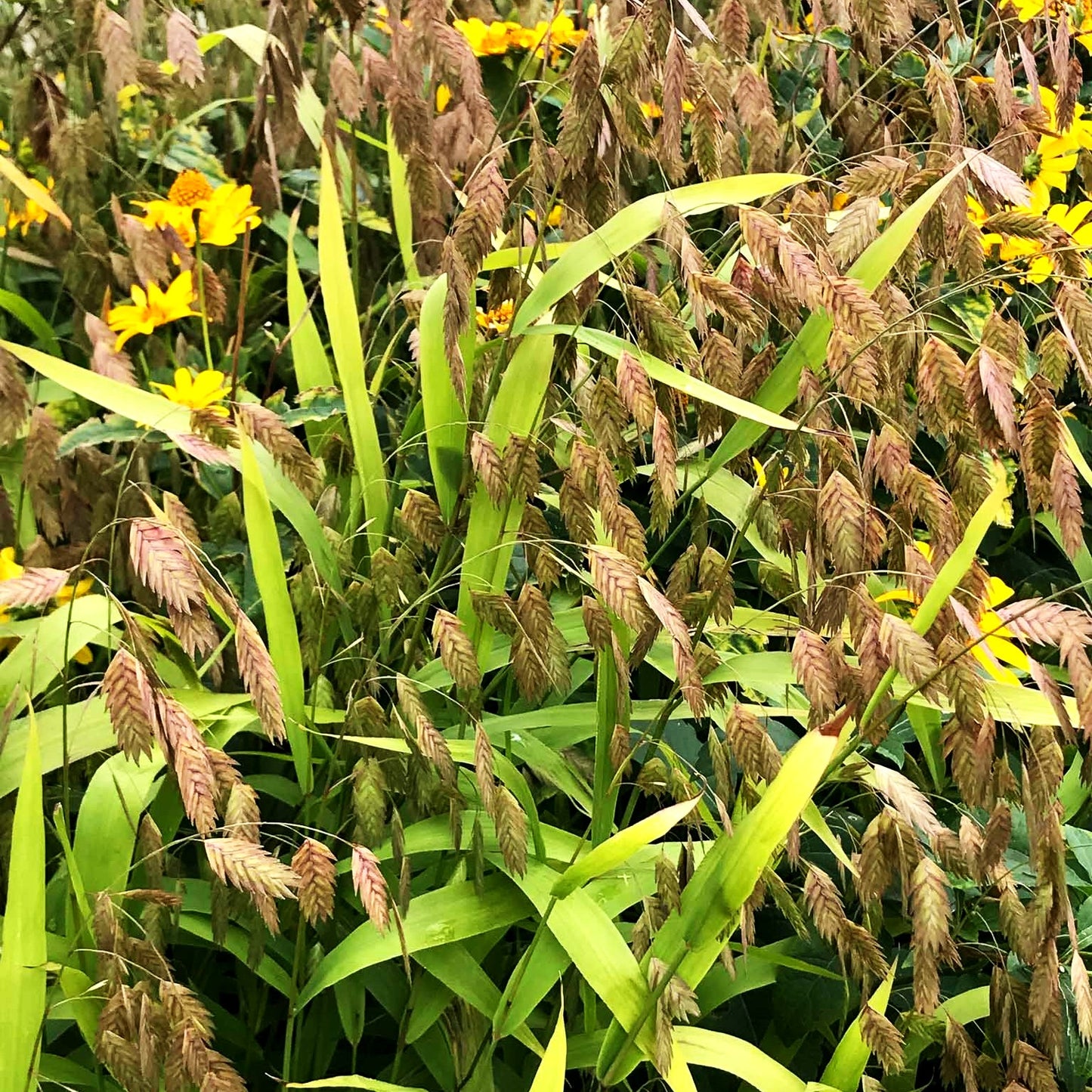 Plattährengras (Chasmanthium latifolium)