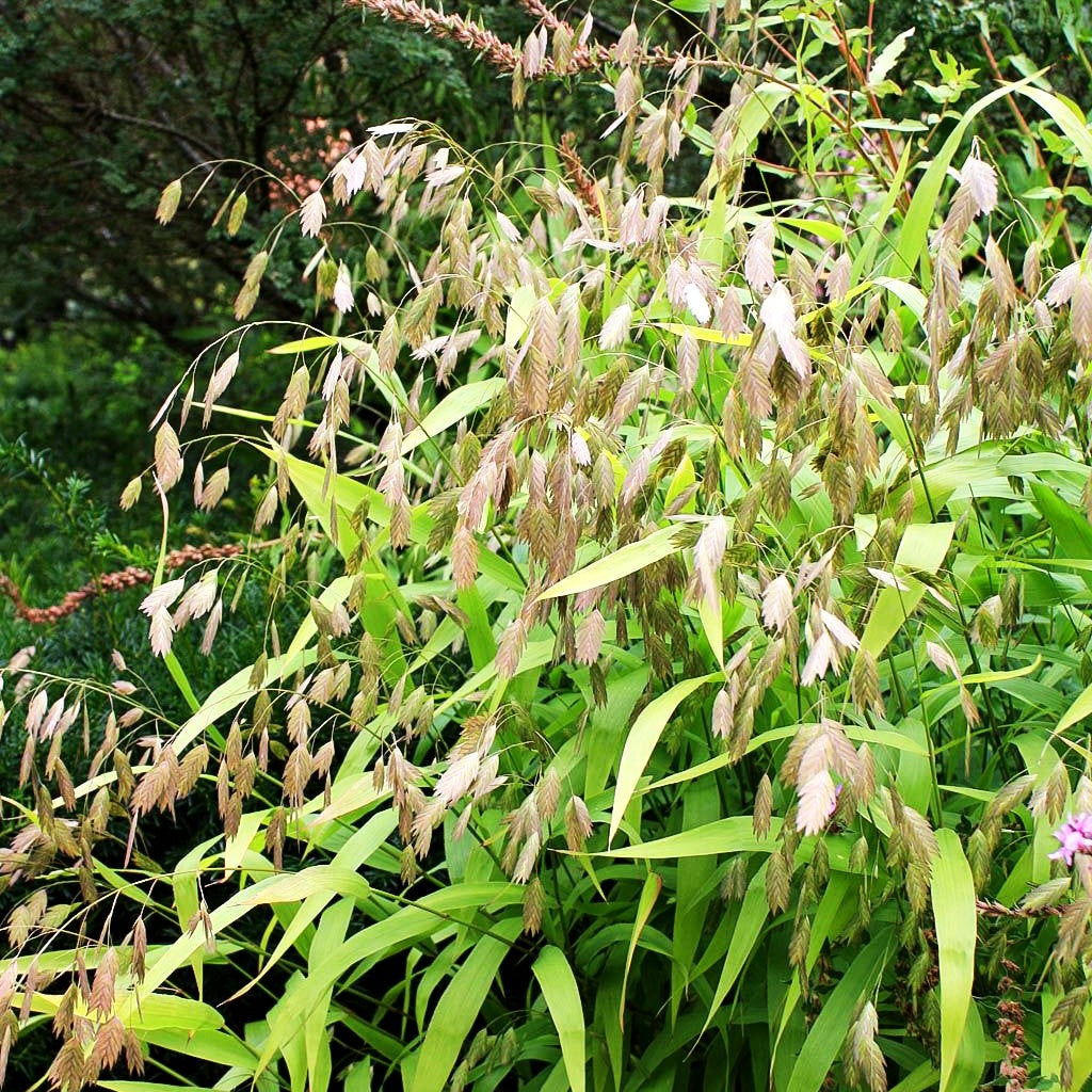 Plattährengras (Chasmanthium latifolium)