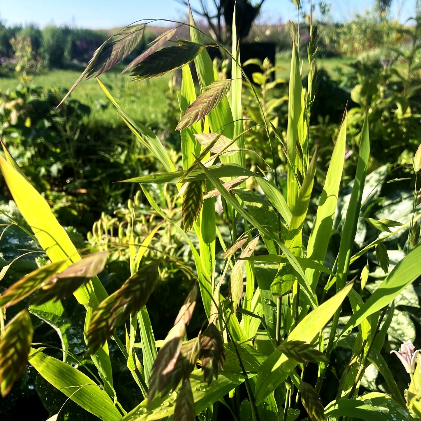 Plattährengras (Chasmanthium latifolium)