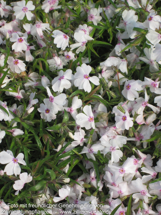 Polster-Flammenblume 'Amazing Grace' (Phlox subulata)