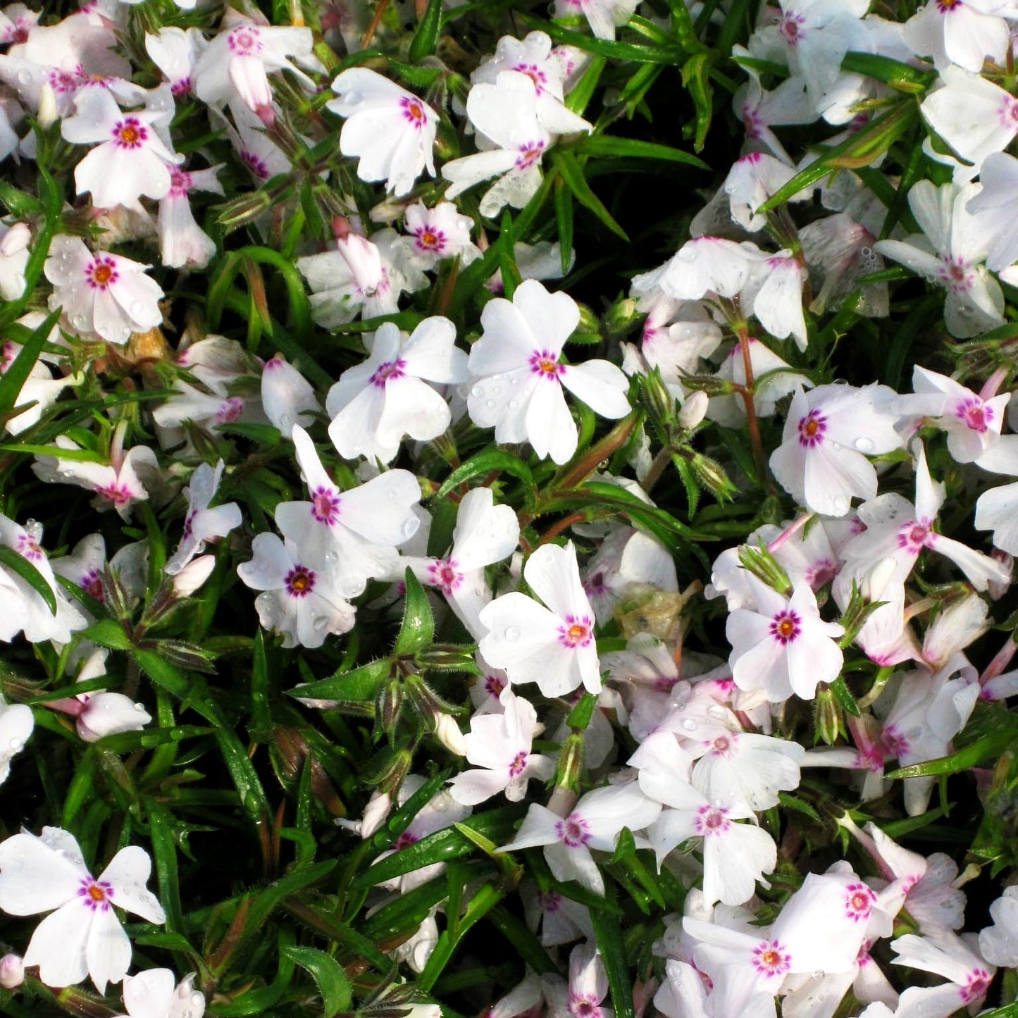 Polster-Flammenblume 'Amazing Grace' (Phlox subulata)