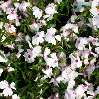 Polster-Flammenblume 'Amazing Grace' (Phlox subulata)