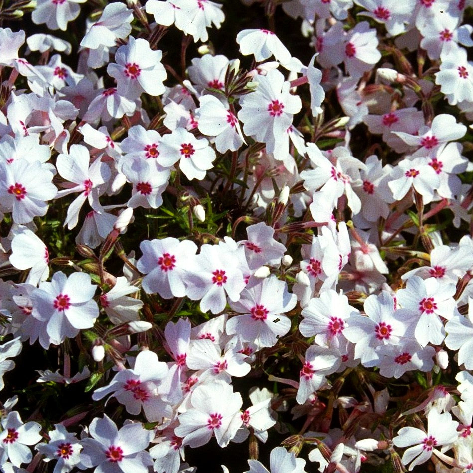 Polster-Flammenblume 'Amazing Grace' (Phlox subulata)
