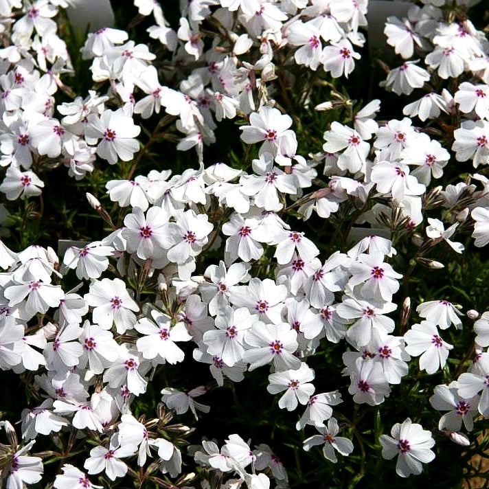 Polster-Flammenblume 'Amazing Grace' (Phlox subulata)