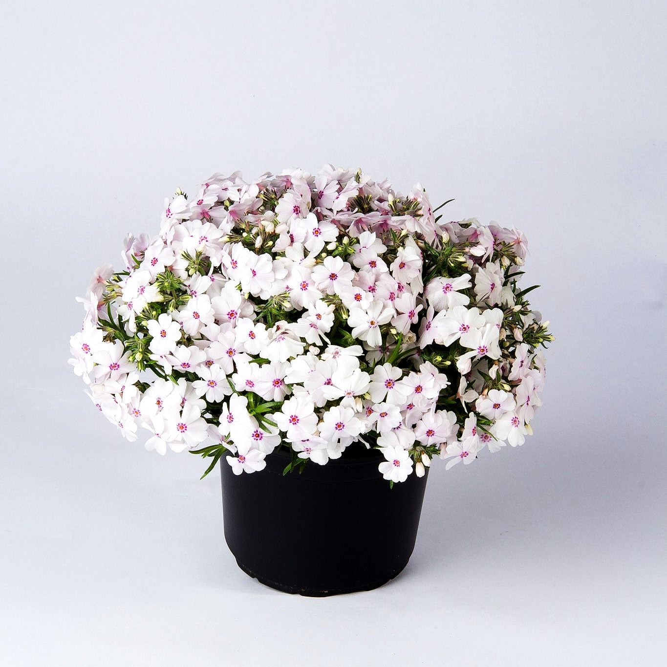 Polster-Flammenblume 'Amazing Grace' (Phlox subulata)