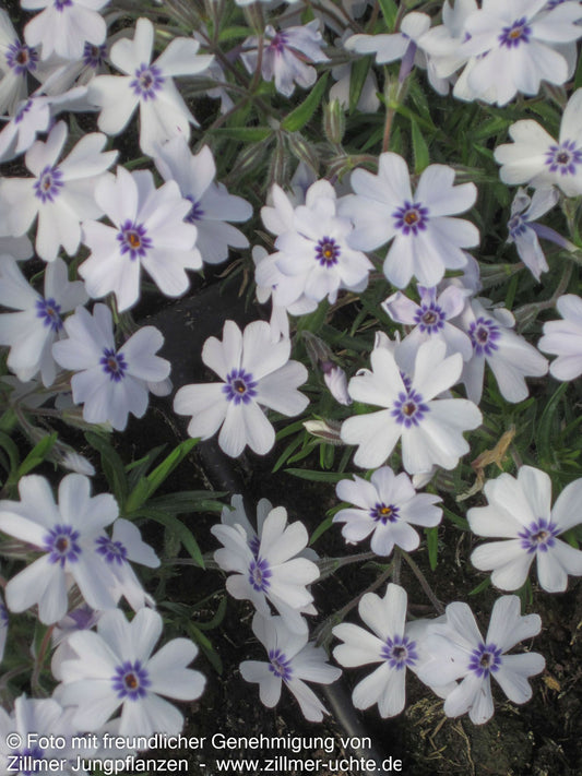 Polster-Flammenblume 'Bavaria' (Phlox subulata)