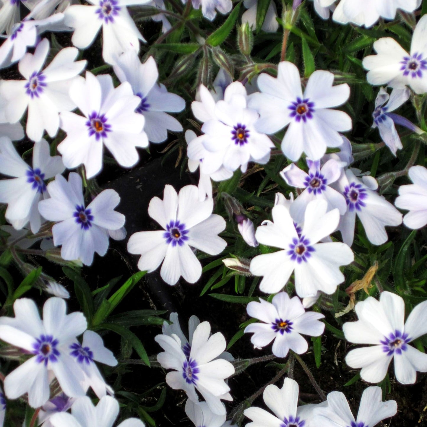 Polster-Flammenblume 'Bavaria' (Phlox subulata)