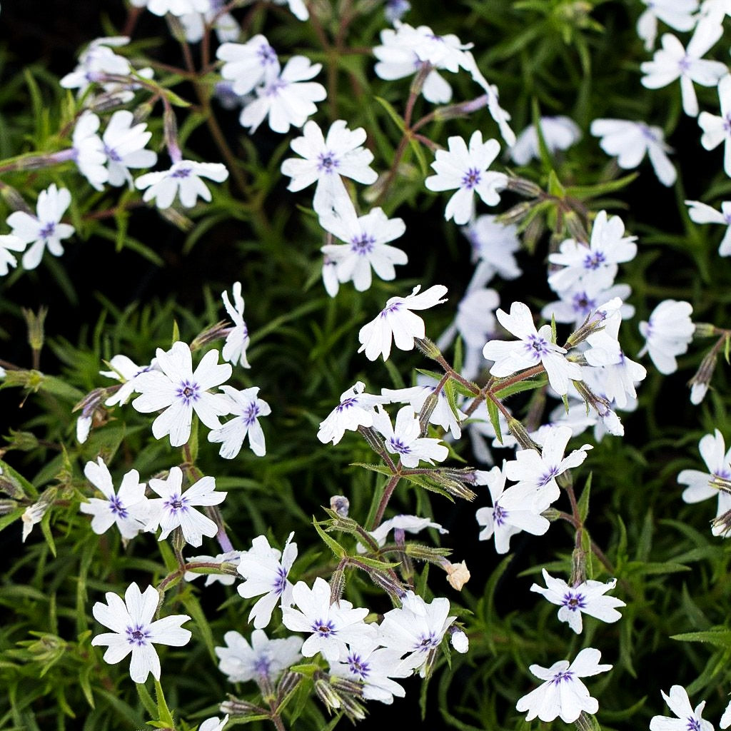 Polster-Flammenblume 'Bavaria' (Phlox subulata)